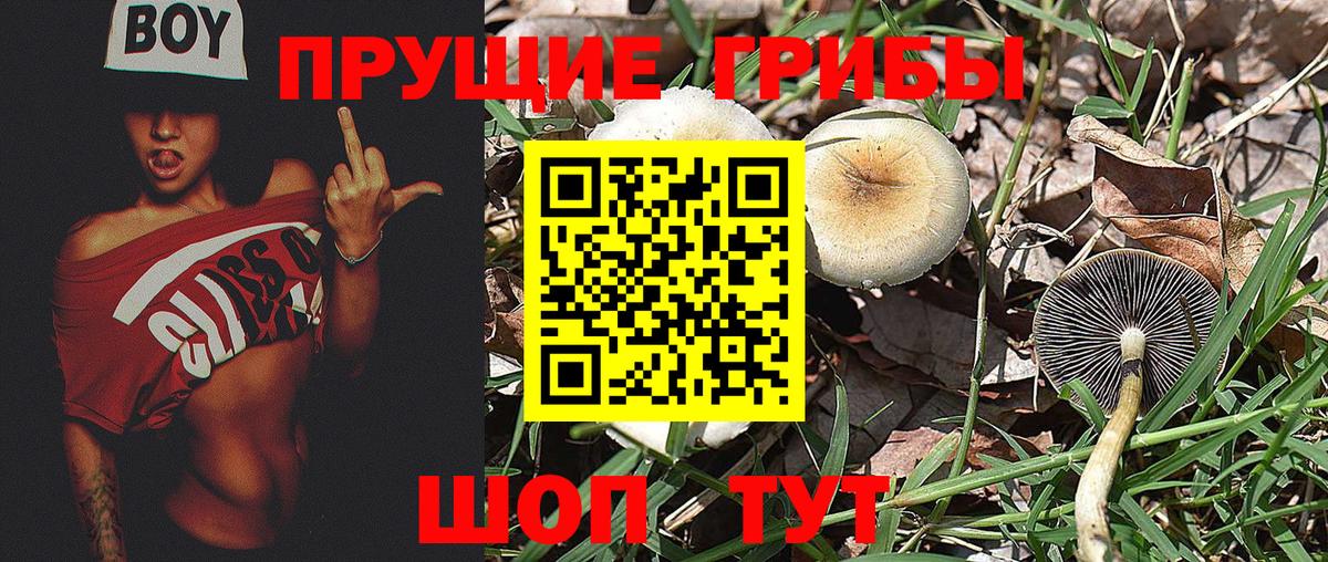 Псилоцибиновые грибы Psilocybine cubensis  Вход с VPN  Свободный 